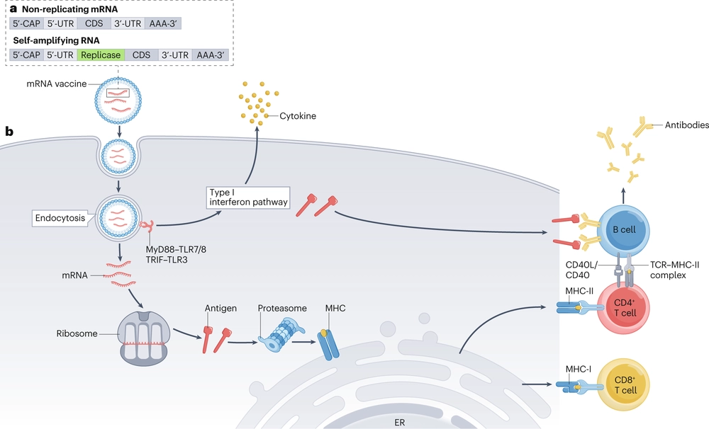 Nanotechnology-based mRNA vaccines