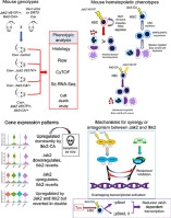 Complementary and countervailing actions of Jak2 and Ikk2 in hematopoiesis in mice