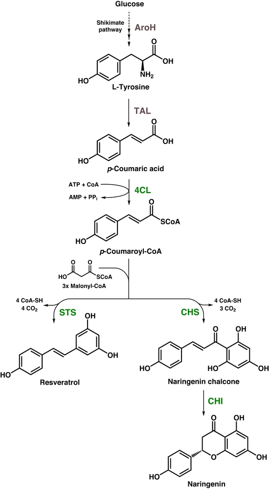 Membrane manipulation by free fatty acids improves microbial plant polyphenol synthesis