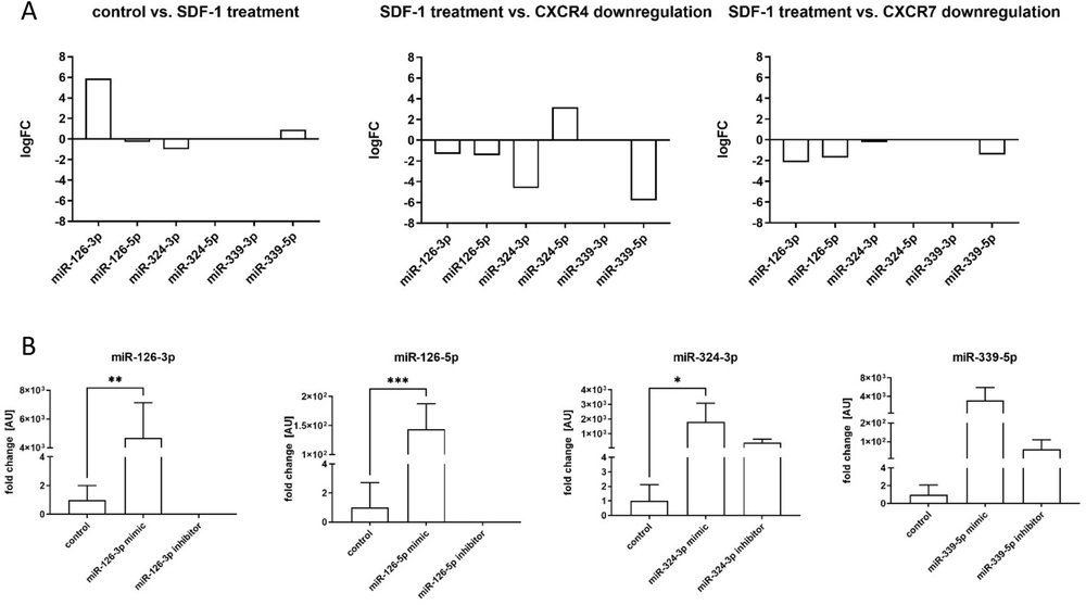 miRNA-126a plays important role in myoblast and endothelial cell interaction