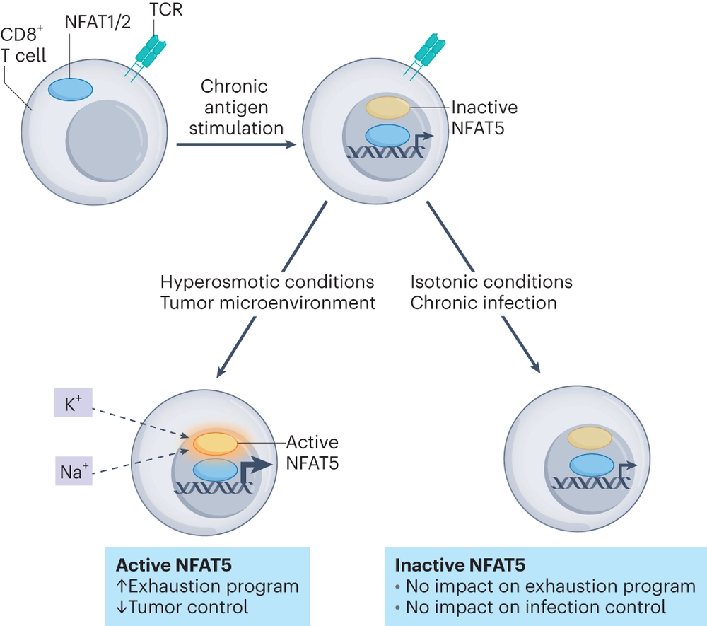 Cancer- and infection-induced T cell exhaustion are distinct