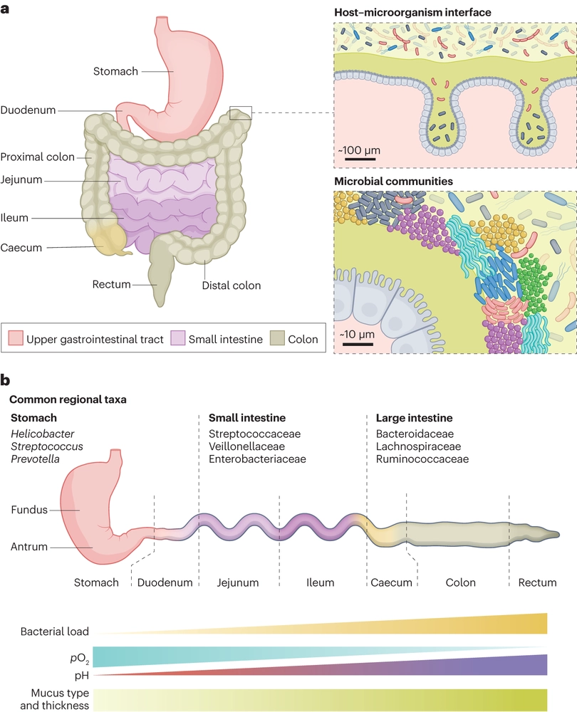 The gut microbiota and its biogeography