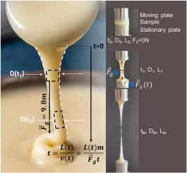 Extensional rheology of condensed milk treated with glucosyl transferases