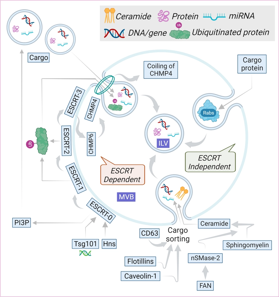 Tumor-derived small extracellular vesicles in cancer invasion and metastasis: molecular mechanisms, and clinical significance