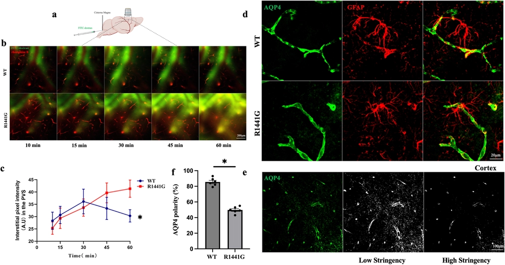 Phosphorylation of AQP4 by LRRK2 R1441G impairs glymphatic clearance of IFNγ and aggravates dopaminergic neurodegeneration