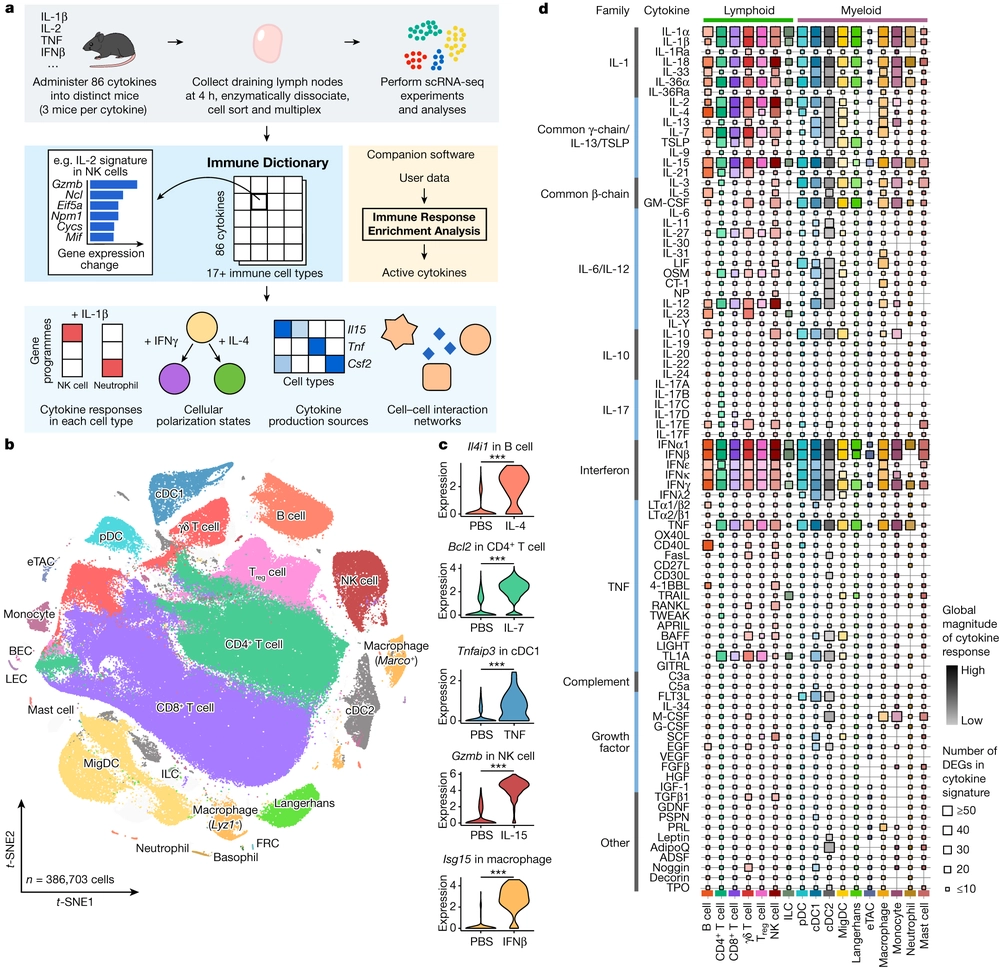 Dictionary of immune responses to cytokines at single-cell resolution