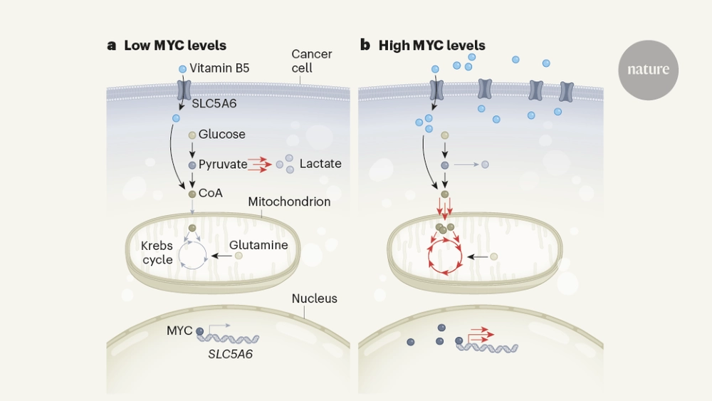 MYC protein helps cancer to take its vitamins