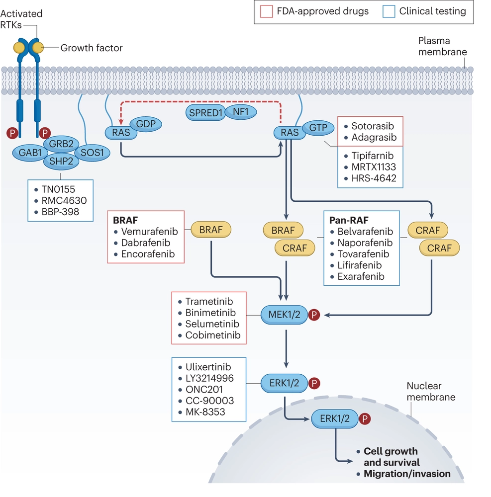 The role of CRAF in cancer progression: from molecular mechanisms to precision therapies