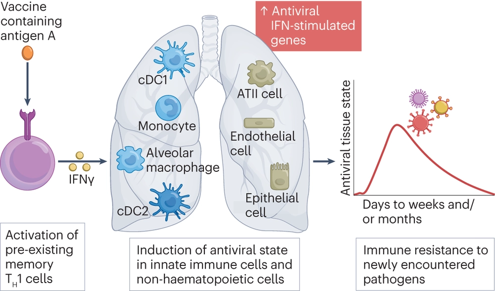 Integrated organ immunity: a path to a universal vaccine