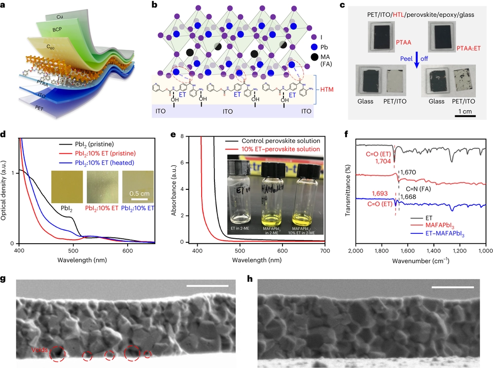 Multifunctional entinostat enhances the mechanical robustness and efficiency of flexible perovskite solar cells and minimodules