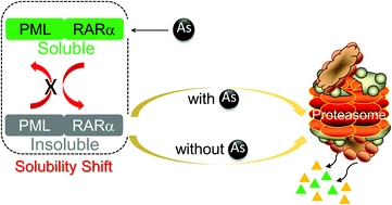 Irreversibility Of Arsenic Trioxide Induced Pml Rara Fusion Protein Solubility Changes Researcher An App For Academics