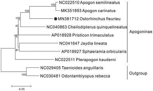 The complete mitochondrial genome of ostorhinchus fleurieu (kurtiformes: Apogonidae) and phylogenetic studies of apogoninae