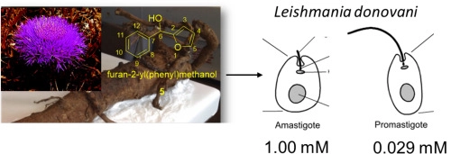 2-furyl(phenyl)methanol isolated from <em>Atractilis gummifera</em> rhizome exhibits anti-leishmanial activity