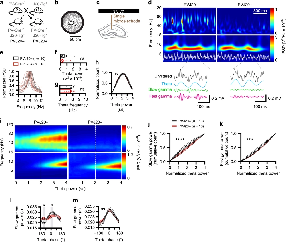 Optogenetic gamma stimulation rescues memory impairments in an Alzheimer's disease mouse model