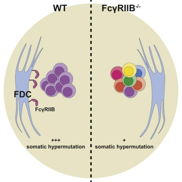 Follicular Dendritic Cells Modulate Germinal Center B Cell Diversity through FcγRIIB