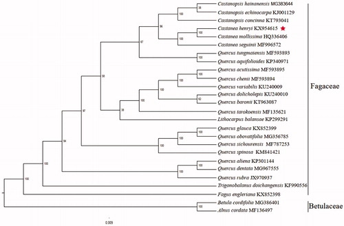 The complete chloroplast genome sequence of a Castanea henryi cultivar