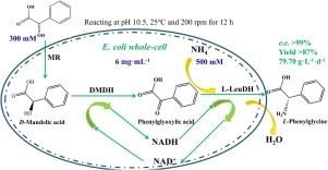 High level and enantioselective production of <em>L</em>-phenylglycine from racemic mandelic acid by engineered <em>Escherichia coli</em> using response surface methodology