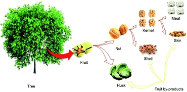 Recent advances in the use of walnut (Juglans regia L.) shell as a valuable plant-based bio-sorbent for the removal of hazardous materials