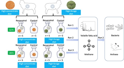 Resveratrol affects in vitro rumen fermentation, methane production and prokaryotic community composition in a time‐ and diet‐specific manner
