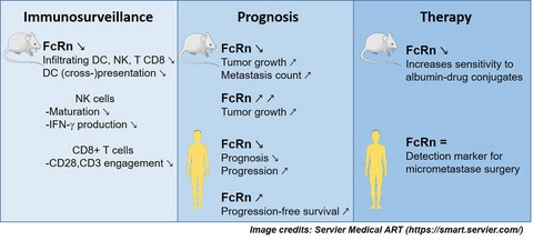 The Neonatal Fc Receptor In Cancer Fcrn In Cancer Researcher An App For Academics