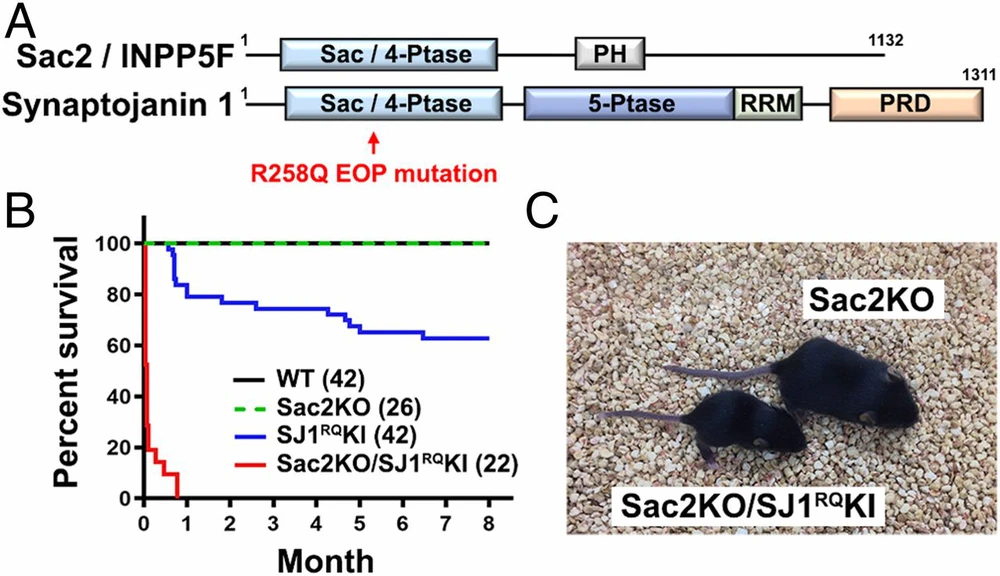 Absence Of Sac2 Inpp5f Enhances The Phenotype Of A Parkinson S Disease Mutation Of Synaptoȷanin 1 Researcher An App For Academics