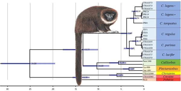 Phylogenetic relationships in the genus Cheracebus (Callicebinae, Pitheciidae)