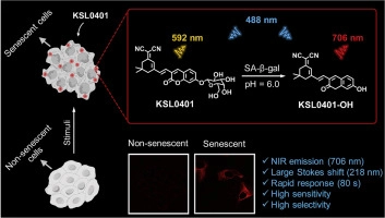 A rapid-response near-infrared fluorescent probe with a large Stokes shift for senescence-associated β-galactosidase activity detection and imaging of senescent cells