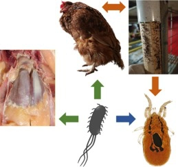 Association between the poultry red mite <em>Dermanyssus gallinae</em> and potential avian pathogenic <em>Escherichia coli</em> (APEC)