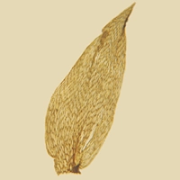 Lectotypification of the name Stereodon nemoralis Mitt. (Plagiotheciaceae), a basionym of Plagiothecium nemorale (Mitt.) A. Jaeger