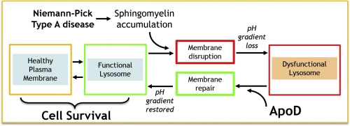 Impaired Autophagy in the Lipid-Storage Disorder Niemann-Pick Type C1  Disease - ScienceDirect