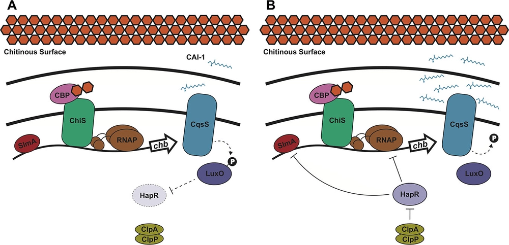 Species-Specific Quorum Sensing Represses the Chitobiose Utilization Locus in Vibrio cholerae