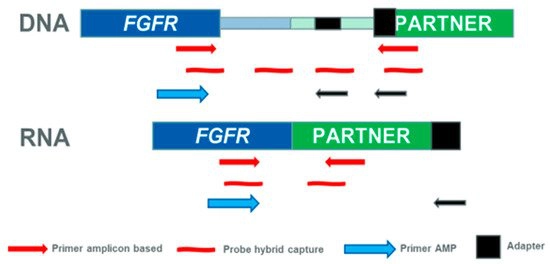 IJMS, Vol. 21, Pages 6856: FGFR Fusions in Cancer: From Diagnostic Approaches to Therapeutic Intervention