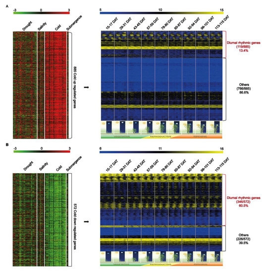 IJMS, Vol. 21, Pages 6872: Systematic Analysis of Cold Stress Response and Diurnal Rhythm Using Transcriptome Data in Rice Reveals the Molecular Networks Related to Various Biological Processes