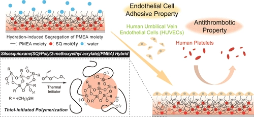 [ASAP] Silsesquioxane/Poly(2-methoxyethyl acrylate) Hybrid with Both Antithrombotic and Endothelial Cell Adhesive Properties