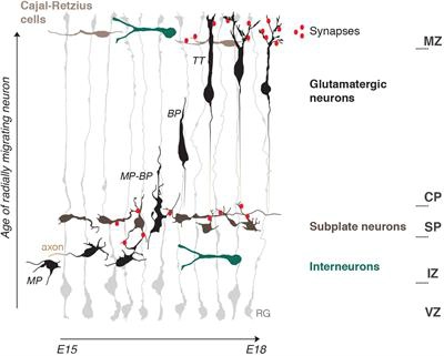 Cajal-Retzius Cell - an overview