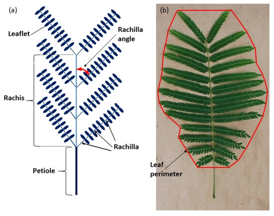 Bi-Pinnate Compound Serianthes nelsonii Leaf-Level Plasticity Magnifies Leaflet-Level Plasticity