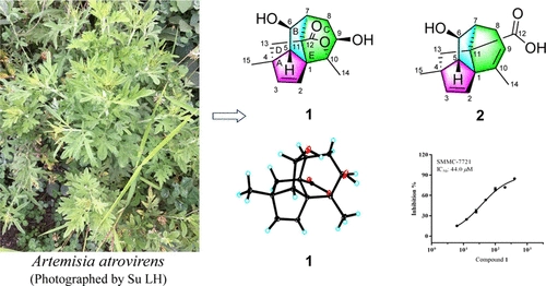 [ASAP] Artatrovirenols A and B: Two Cagelike Sesquiterpenoids from Artemisia atrovirens