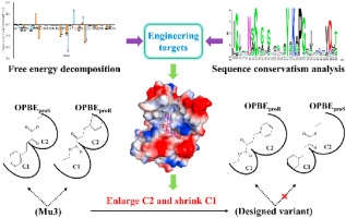 Redesign of a short-chain dehydrogenase/reductase for asymmetric synthesis of ethyl (<em>R</em>)-2-hydroxy-4-phenylbutanoate based on per-residue free energy decomposition and sequence conservatism analysis