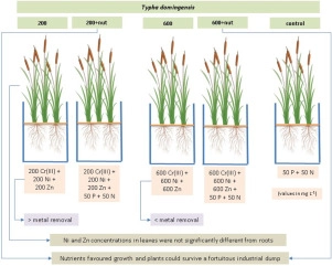 Exposure of <em>Typha domingensis</em> to high concentrations of multi-metal and nutrient solutions: Study of tolerance and removal efficiency