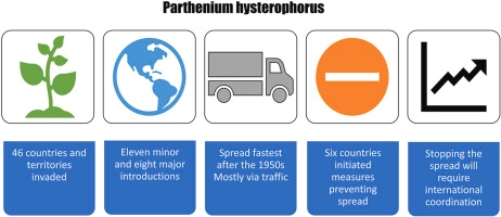 Parthenium hysterophorus: A tale of global invasion over two centuri