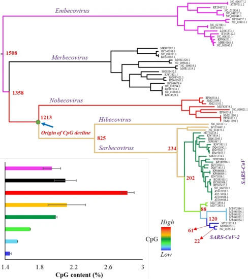 The Long Term Evolutionary History Of Gradual Reduction Of Cpg Dinucleotides In The Sars Cov 2 Lineage Researcher An App For Academics