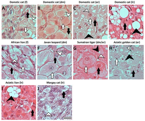 Luteinizing Hormone Effect on Luteal Cells Is Dependent on the Corpu