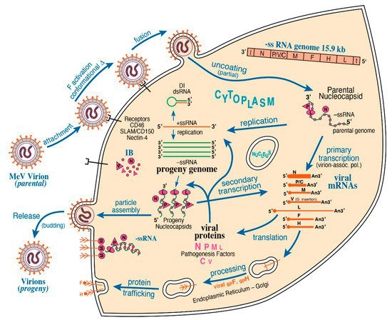 Formation And Function Of Liquid Like Viral Factories In Negative Sense Single Stranded Rna Virus Infections Researcher An App For Academics