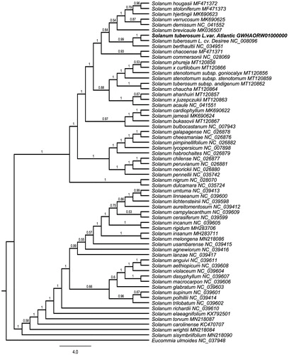 Characterization of the complete chloroplast genome of the Solanum tuberosum L. cv. Atlantic (Solanaceae)