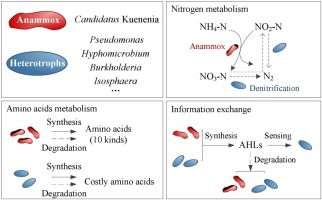 Start-up of anammox systems with different feeding patterns: System performance, microbial community and potential microbial interactions