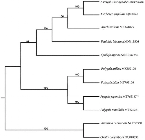 The complete chloroplast genome of Polygala japonica Houtt. (Polygalaceae), a medicinal plant in China