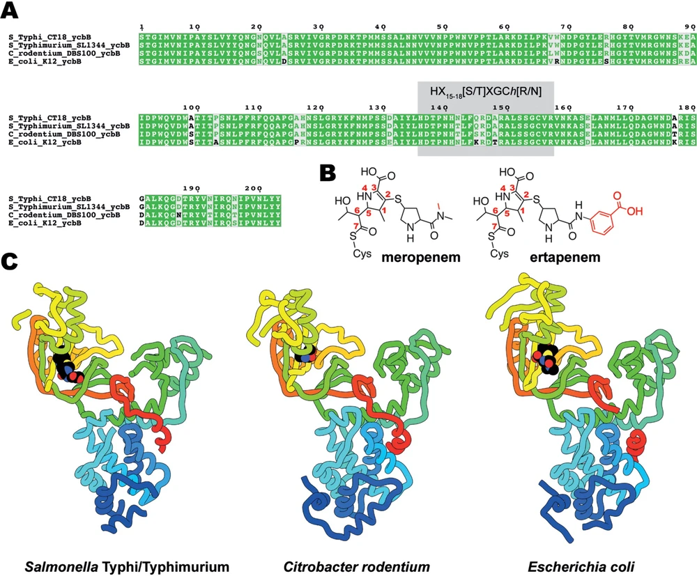 Structural And Cellular Insights Into The L D Transpeptidase Ycbb As A Therapeutic Target In Citrobacter Rodentium Salmonella Typhimurium And Salmonella Typhi Infections Researcher An App For Academics