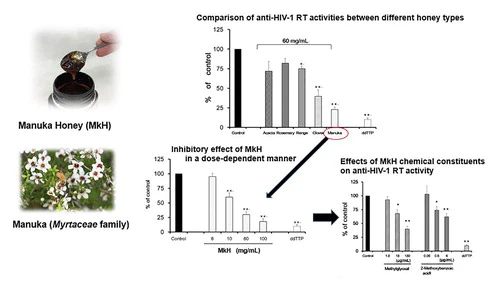 Effect Of Manuka Honey On Human Immunodeficiency Virus Type 1 Reverse Transcriptase Activity Researcher An App For Academics