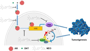 Neoisoliquiritin exerts tumor suppressive effects on prostate cancer by repressing androgen receptor activity