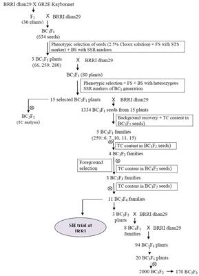 Dòng giống lúa GR2-EBRRI đang trở thành một hiện tượng không chỉ tại Việt Nam mà trên toàn phương Tây. Hãy xem hình ảnh này để hiểu rõ hơn về sự đặc biệt của dòng giống lúa này và cách mà nó đem lại lợi ích cho người nông dân Việt Nam.